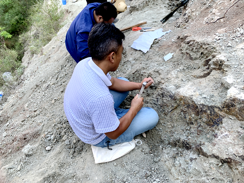 地勘五院承担的古生物化石二期项目化石采集现场.jpg